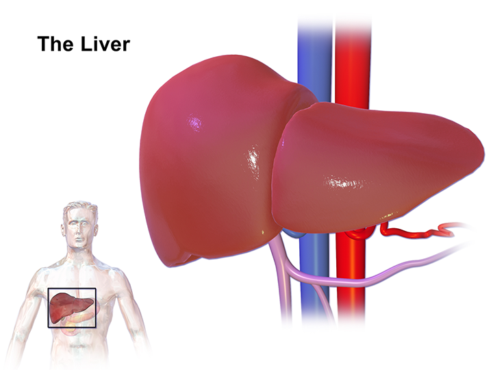 The Liver